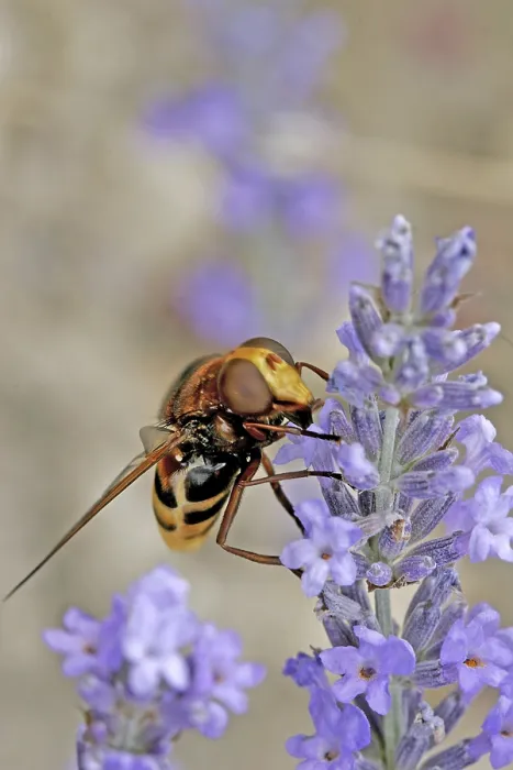 Gerahmter Druck : Volucella ianis, Wanderfliege Gerahmter Druck : Volucella ianis, Wanderfliege