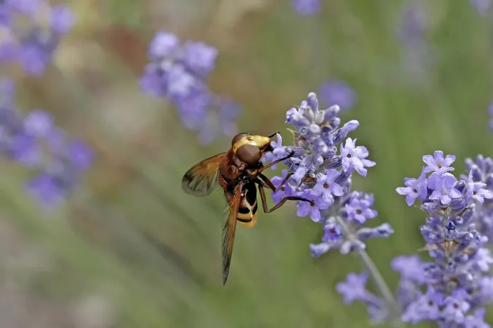 Gerahmter Druck : Volucella ianis Gerahmter Druck : Volucella ianis
