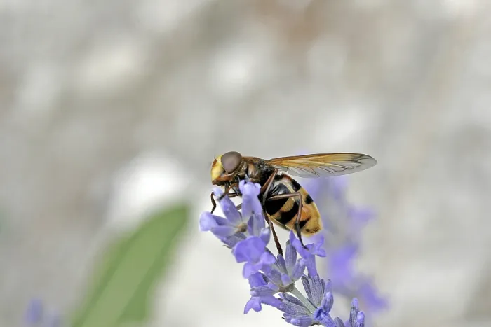 Gerahmter Druck : Volucella ianis, Wanderfliege Gerahmter Druck : Volucella ianis, Wanderfliege
