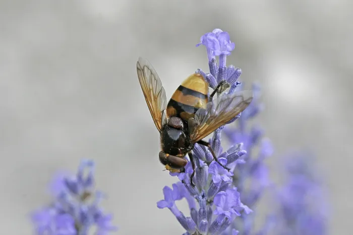 Gerahmter Druck : Volucella ianis, Mückenstechfliege Gerahmter Druck : Volucella ianis, Mückenstechfliege