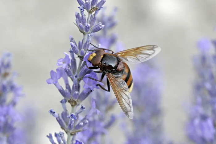 Gerahmter Druck : Volucella ianis, Mückenschwanzfliege.