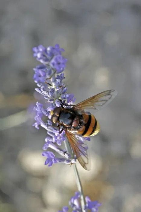 Gerahmter Druck : Volucella ianis, Mückenschwirer. Gerahmter Druck : Volucella ianis, Mückenschwirer.