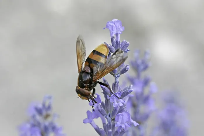 Gerahmter Druck : Volucella ianis, Mückenschwanzfliege. Gerahmter Druck : Volucella ianis, Mückenschwanzfliege.