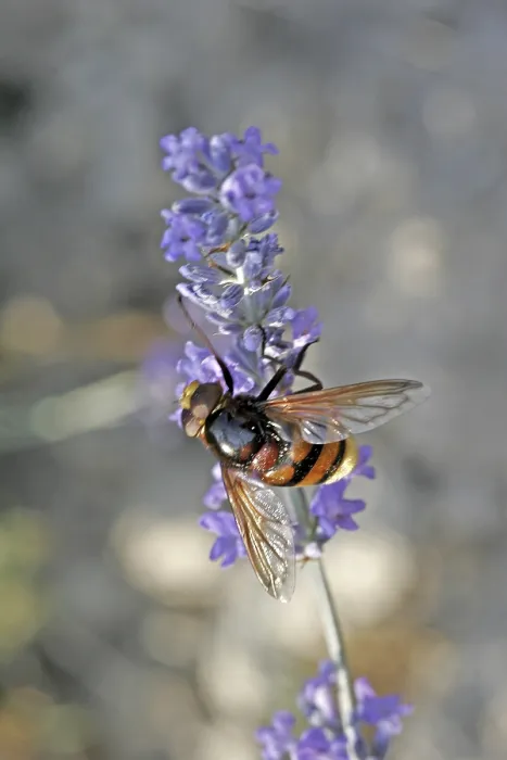 Gerahmter Druck : Volucella ianis, Mückenschwärmer. Gerahmter Druck : Volucella ianis, Mückenschwärmer.