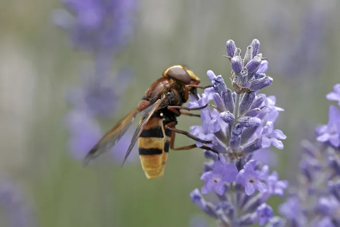Gerahmter Druck : Volucella ianis, Mückenschwärmer