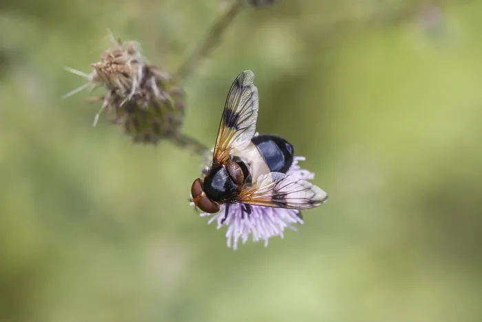 Gerahmter Druck : Volucella pellucens, Gemeine Waldschwebfliege. Gerahmter Druck : Volucella pellucens, Gemeine Waldschwebfliege.