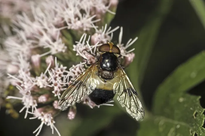 Gerahmter Druck : Die Schwebfliege Volucella pellucens Gerahmter Druck : Die Schwebfliege Volucella pellucens
