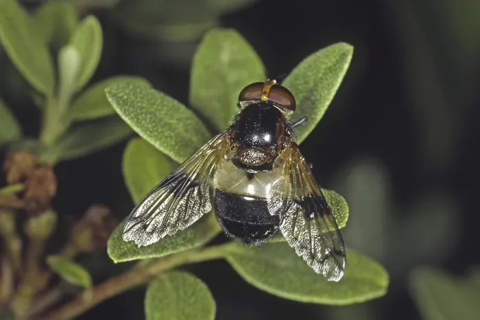 Gerahmter Druck : Volucella pellucens, Mückenschwirer. Gerahmter Druck : Volucella pellucens, Mückenschwirer.