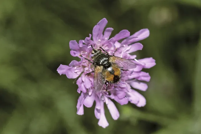 Gerahmter Druck : Volucella pellucens, Mückenschwirer. Gerahmter Druck : Volucella pellucens, Mückenschwirer.