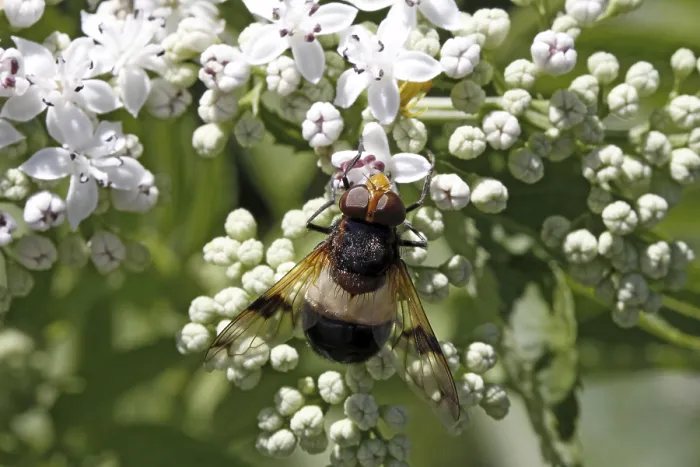 Gerahmter Druck : Volucella pellucens, Mückenschwirer Gerahmter Druck : Volucella pellucens, Mückenschwirer