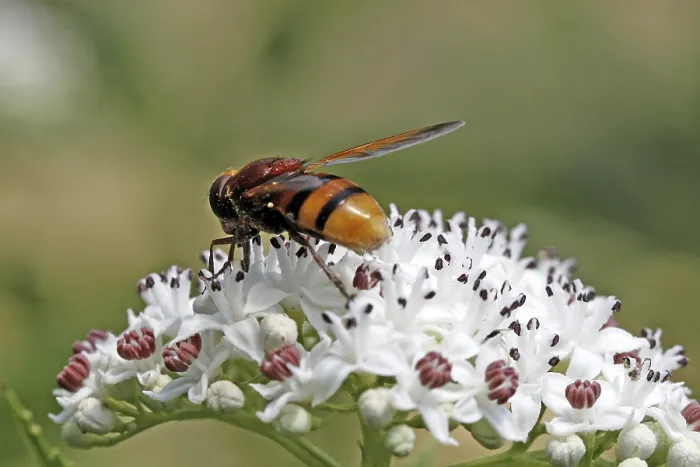 Gerahmter Druck : Volucella zonaria, Mückenschwärmer Gerahmter Druck : Volucella zonaria, Mückenschwärmer