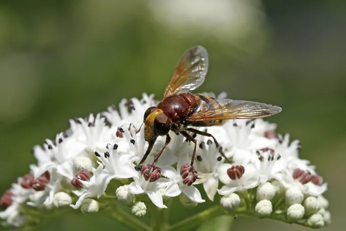 Gerahmter Druck : Volucella zonaria, Motten-Mücke Gerahmter Druck : Volucella zonaria, Motten-Mücke