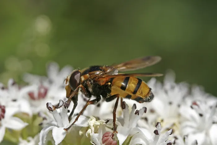 Gerahmter Druck : Volucella zonaria, Mückenschwirer. Gerahmter Druck : Volucella zonaria, Mückenschwirer.