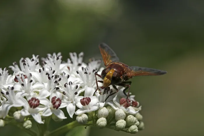 Gerahmter Druck : Volucella zonaria, Mückenschwanzfliege Gerahmter Druck : Volucella zonaria, Mückenschwanzfliege