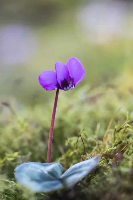 Gerahmter Druck : Vorfrühlscyclamen. Cyclamen coum Gerahmter Druck : Vorfrühlscyclamen. Cyclamen coum