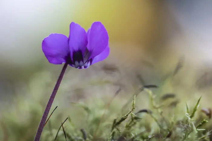 Gerahmter Druck : Vorfrühlscyclamen. Cyclamen coum Gerahmter Druck : Vorfrühlscyclamen. Cyclamen coum