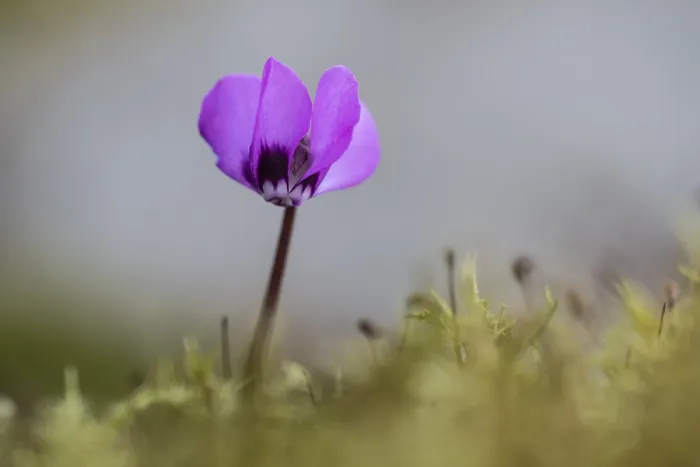 Gerahmter Druck : Vorfrühlscyclamen. Cyclamen coum Gerahmter Druck : Vorfrühlscyclamen. Cyclamen coum
