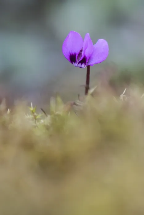 Gerahmter Druck : Vorfrühlscyclamen. Cyclamen coum Gerahmter Druck : Vorfrühlscyclamen. Cyclamen coum