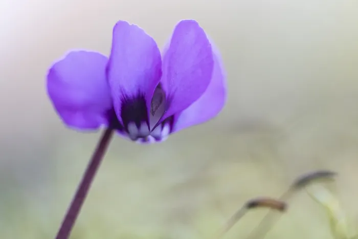 Gerahmter Druck : Vorfrühlscyclamen. Cyclamen coum Gerahmter Druck : Vorfrühlscyclamen. Cyclamen coum