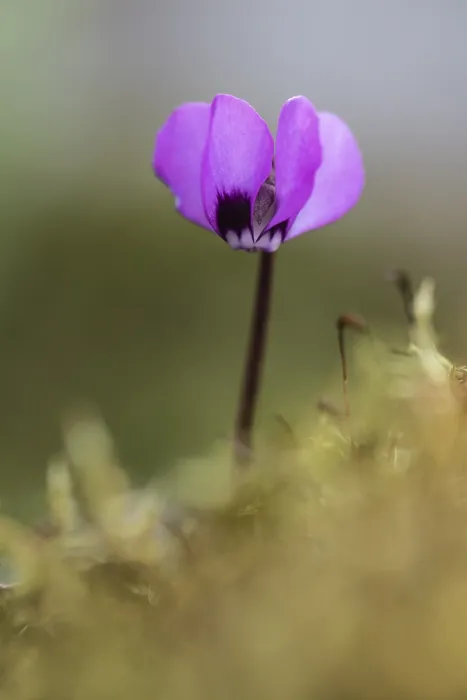 Gerahmter Druck : Vorfrühlscyclamen. Cyclamen coum Gerahmter Druck : Vorfrühlscyclamen. Cyclamen coum