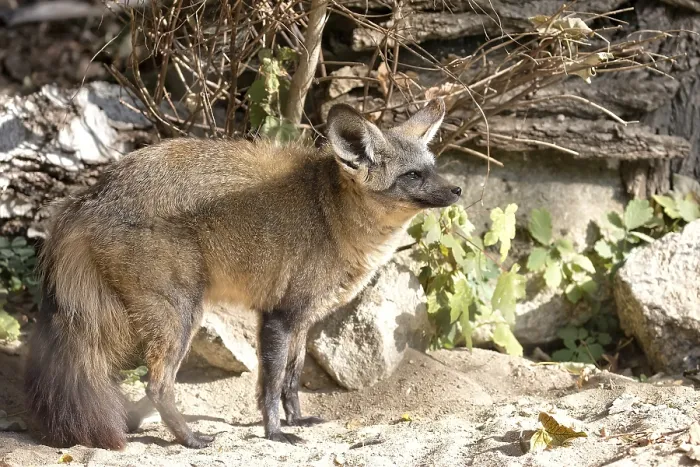 Gerahmter Druck : Vulpes cana im Wald Gerahmter Druck : Vulpes cana im Wald