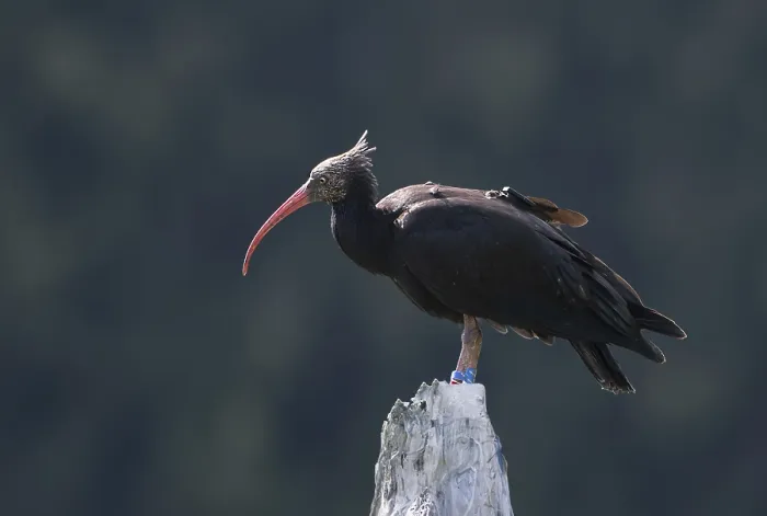 Gerahmter Druck : Waldrapp Gerahmter Druck : Waldrapp
