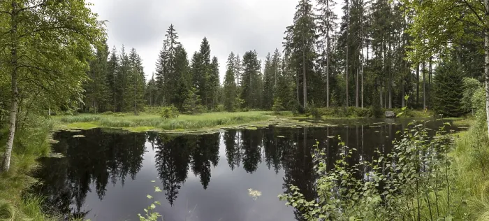 Gerahmter Druck : Waldsee Gerahmter Druck : Waldsee