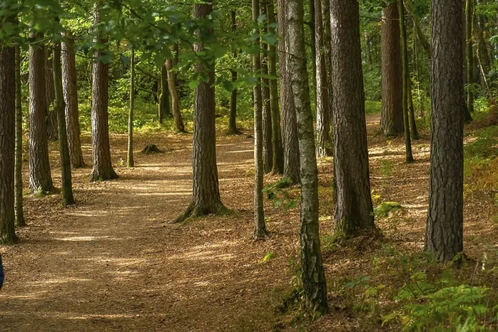 Gerahmter Druck : Wanderweg durch einen Wald im Herbst. Gerahmter Druck : Wanderweg durch einen Wald im Herbst.