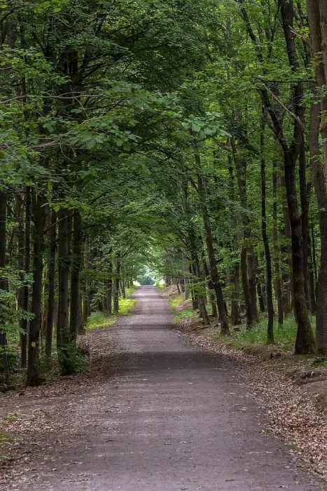 Gerahmter Druck : Wanderweg im Wald. Waldstraße Gerahmter Druck : Wanderweg im Wald. Waldstraße