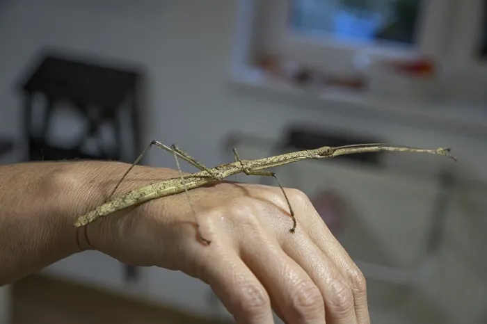 Gerahmter Druck : Ein Wanderheuschrecke oder Stockschwanz, die Phasmatodea ruht auf einer Hand Gerahmter Druck : Ein Wanderheuschrecke oder Stockschwanz, die Phasmatodea ruht auf einer Hand