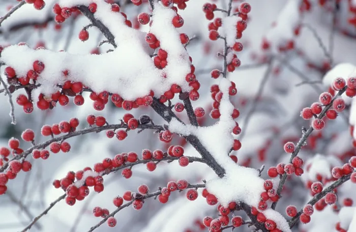 Gerahmter Druck : Wall-Kotoneaster-Beeren (Cotoneaster horizontalis) Gerahmter Druck : Wall-Kotoneaster-Beeren (Cotoneaster horizontalis)