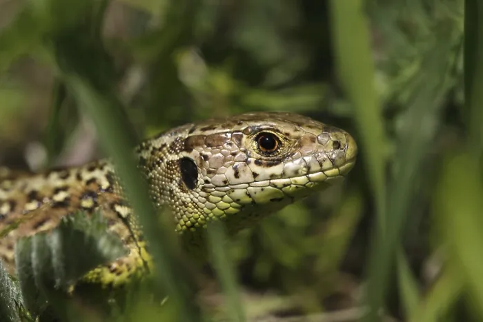 Gerahmter Druck : Wandläuscher (Podarcis muralis) Gerahmter Druck : Wandläuscher (Podarcis muralis)