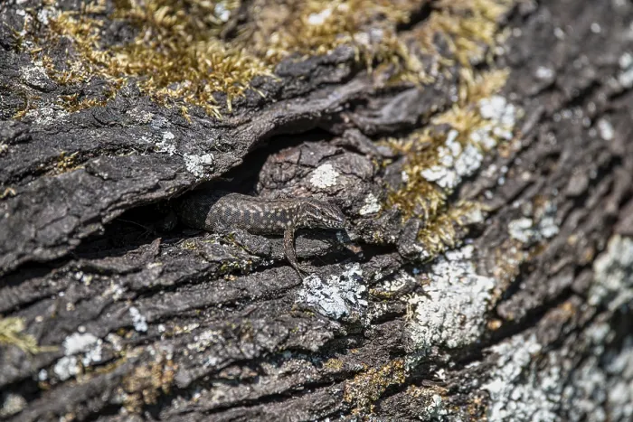 Gerahmter Druck : Wandläufer (Podarcis muralis) Gerahmter Druck : Wandläufer (Podarcis muralis)
