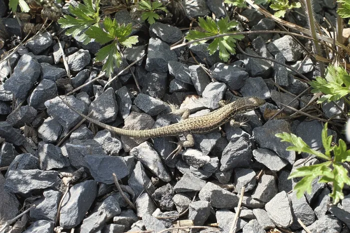 Gerahmter Druck : Wandläuse (Podarcis muralis) Gerahmter Druck : Wandläuse (Podarcis muralis)