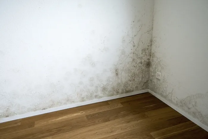 Gerahmter Druck : Wand mit Schimmel, leerer Wohnraum. Gerahmter Druck : Wand mit Schimmel, leerer Wohnraum.