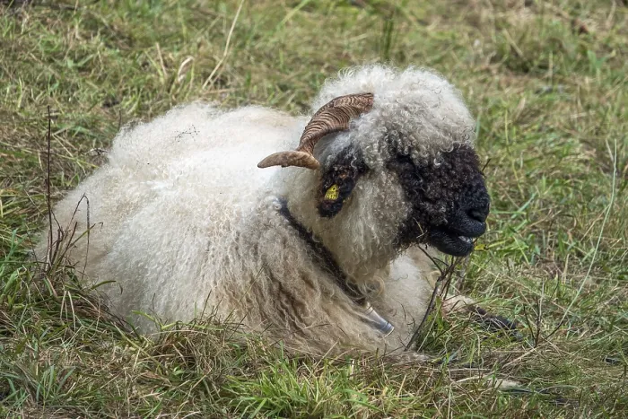 Gerahmter Druck : Walliser Schwarznasenschaf, Oberstdorf Gerahmter Druck : Walliser Schwarznasenschaf, Oberstdorf