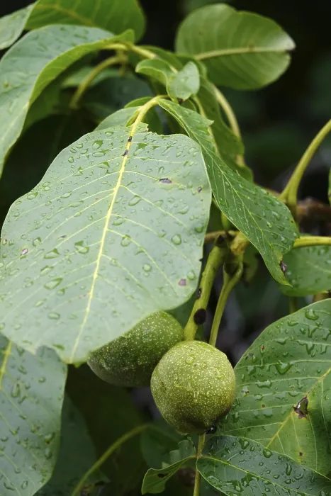 Gerahmter Druck : Walnuss auf einem Baum, Sommer, Deutschland. Gerahmter Druck : Walnuss auf einem Baum, Sommer, Deutschland.