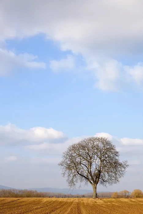 Gerahmter Druck : Walnussbaum im Winter. Gerahmter Druck : Walnussbaum im Winter.
