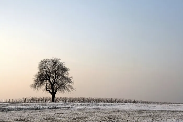 Gerahmter Druck : Walnussbaum an einem Winterabend Gerahmter Druck : Walnussbaum an einem Winterabend