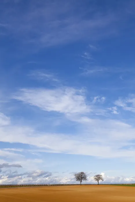 Gerahmter Druck : Walnussbäume, blauer Himmel mit Wolken. Gerahmter Druck : Walnussbäume, blauer Himmel mit Wolken.