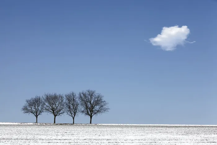 Gerahmter Druck : Vier Walnussbäume im Winter mit Schnee. Gerahmter Druck : Vier Walnussbäume im Winter mit Schnee.