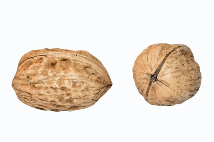 Gerahmter Druck : Walnuts Gerahmter Druck : Walnuts