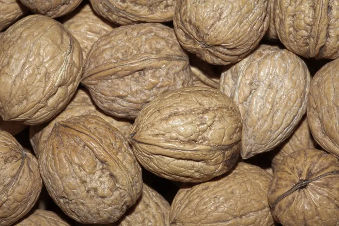 Gerahmter Druck : Walnuts Gerahmter Druck : Walnuts