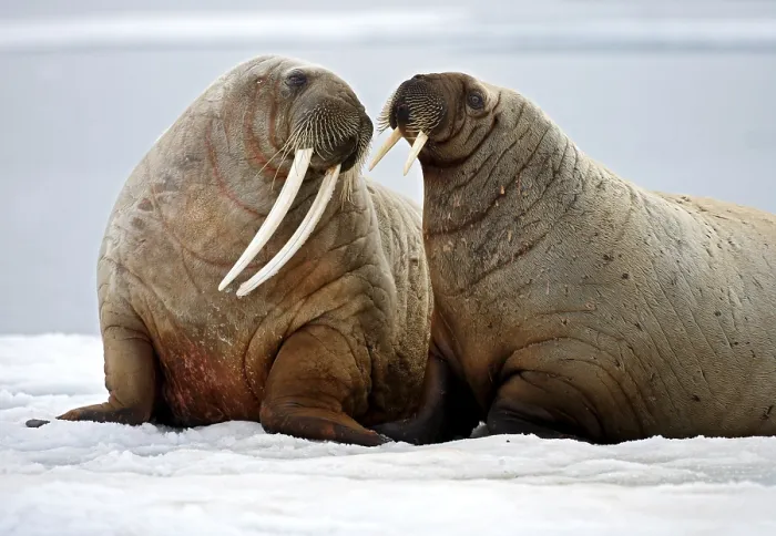Gerahmter Druck : Walrosse an Svalbard Gerahmter Druck : Walrosse an Svalbard