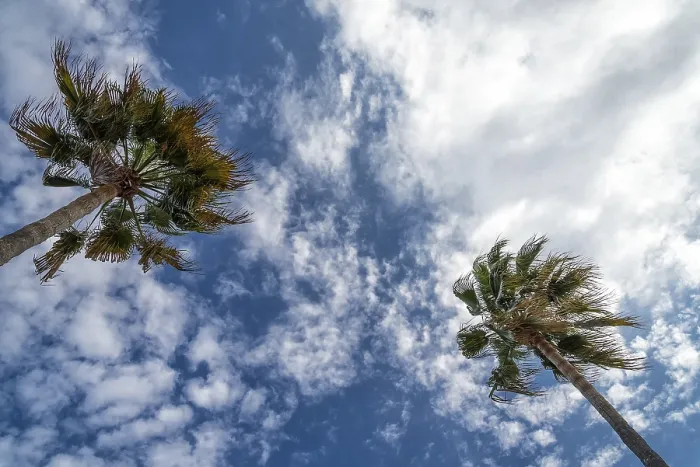 Gerahmter Druck : Washingtonia-Palmen Gerahmter Druck : Washingtonia-Palmen