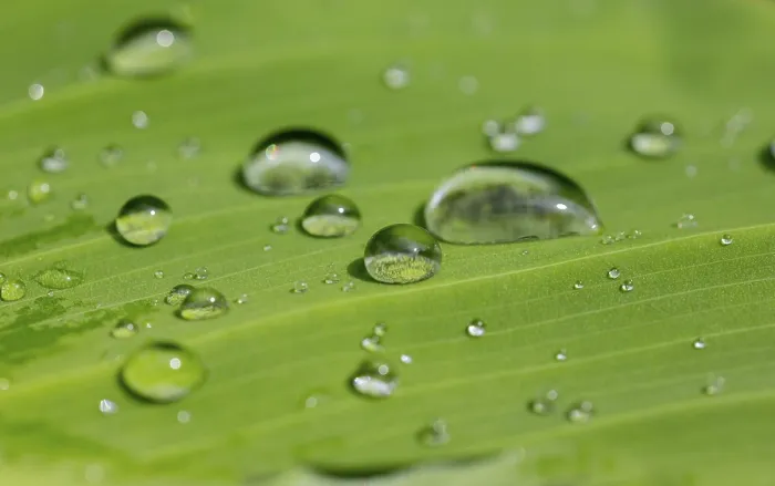 Gerahmter Druck : Wassertröpfchen Gerahmter Druck : Wassertröpfchen