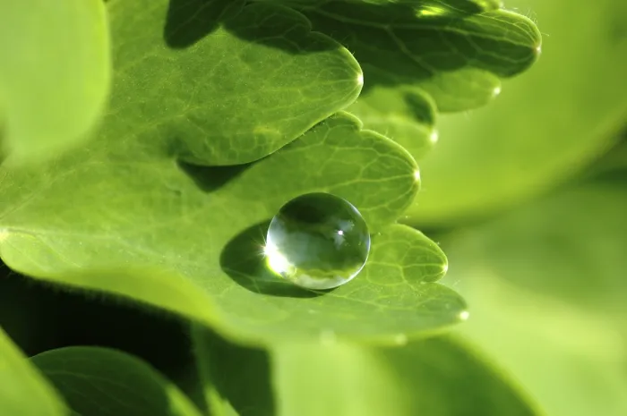 Gerahmter Druck : Wassertröpfchen auf Blatt. Gerahmter Druck : Wassertröpfchen auf Blatt.