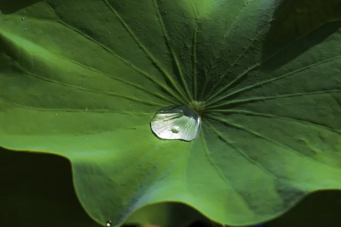 Gerahmter Druck : Wassertropfen auf einer Lotusblatt. Gerahmter Druck : Wassertropfen auf einer Lotusblatt.