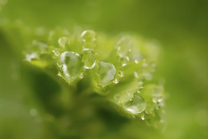 Gerahmter Druck : Wassertröpfchen auf Blatt. Gerahmter Druck : Wassertröpfchen auf Blatt.