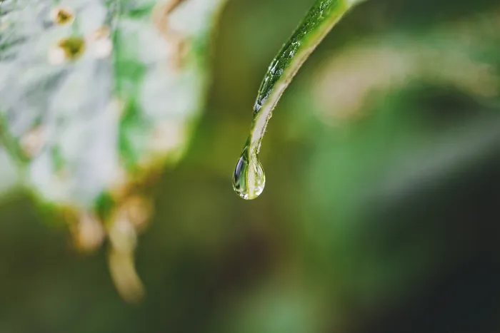 Gerahmter Druck : Wassertröpfchen auf einer Blatt, Niederösterreich, Österreich. Gerahmter Druck : Wassertröpfchen auf einer Blatt, Niederösterreich, Österreich.